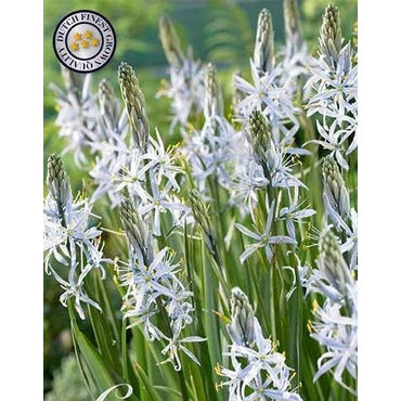 Stjernehyasint-Camassia 'Cusickii' (NEW) 3-pakning